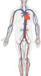 HOW MASSAGE CAN SUPPORT YOUR CIRCULATORY SYSTEMS