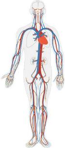 HOW MASSAGE CAN SUPPORT YOUR CIRCULATORY SYSTEMS